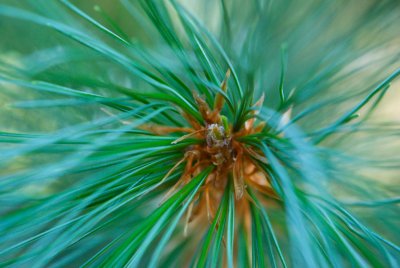 Pinus thunbergii - borovice Thunbergova - pupen